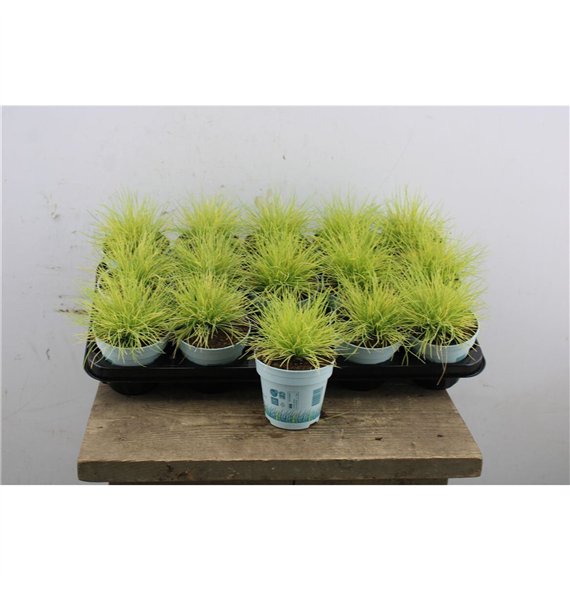 Festuca glauca amigold Amigold 25cm 10.5cm Q1745