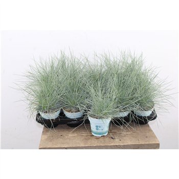 Festuca glauca compacta blue Compacta Blue 25cm 10.5cm Q1746