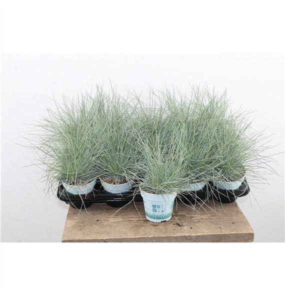 Festuca glauca compacta blue Compacta Blue 25cm 10.5cm Q1746