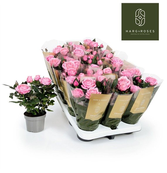 Vrtnica adele kordana grande Grande Adele 27cm 10.5cm Q5087