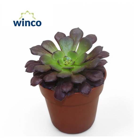 Aeonium Velours 15cm 8.5cm Q70