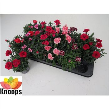 Dianthus oscar mix 17cm 9cm Q1262