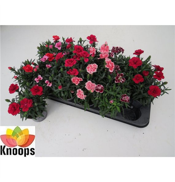 Dianthus oscar mix 17cm 9cm Q1262