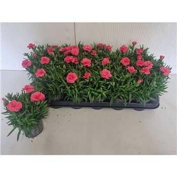Dianthus oscar red 16cm 9cm Q1293