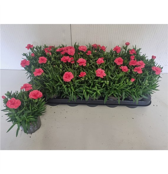 Dianthus oscar red 16cm 9cm Q1293