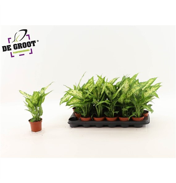 Dieffenbachia compacta 35cm 9cm Q1302