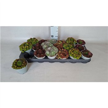 Sempervivum mix 10cm 9cm Q2104