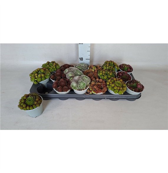 Sempervivum mix 10cm 9cm Q2104