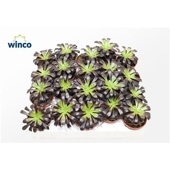 Aeonium Schwartzkopf 15cm 5.5cm Q68