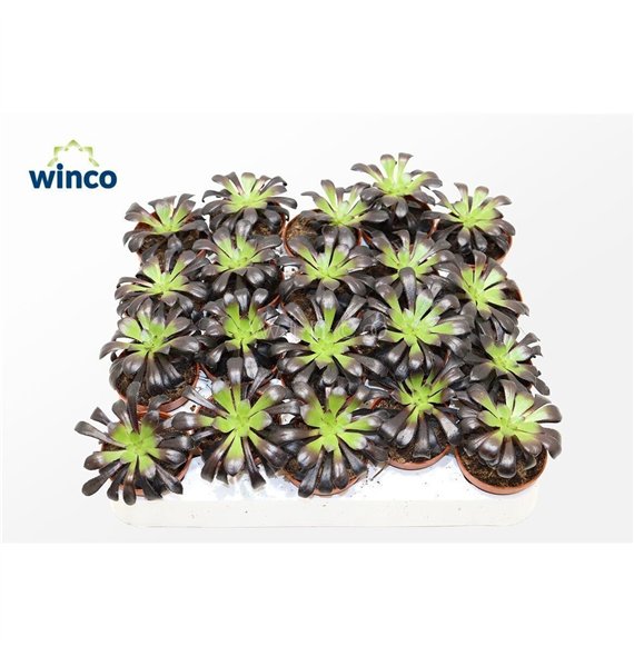 Aeonium Schwartzkopf 15cm 5.5cm Q68