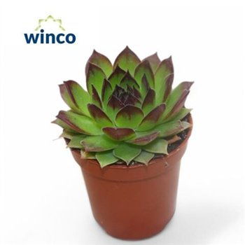 Sempervivum tectorum 10cm 5.5cm Q2065