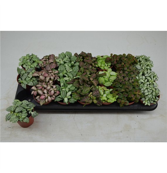 Fittonia mix 7 colours 10cm 8.5cm Q1873