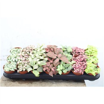 Fittonia mix 7 colours 12cm 8.5cm Q1874