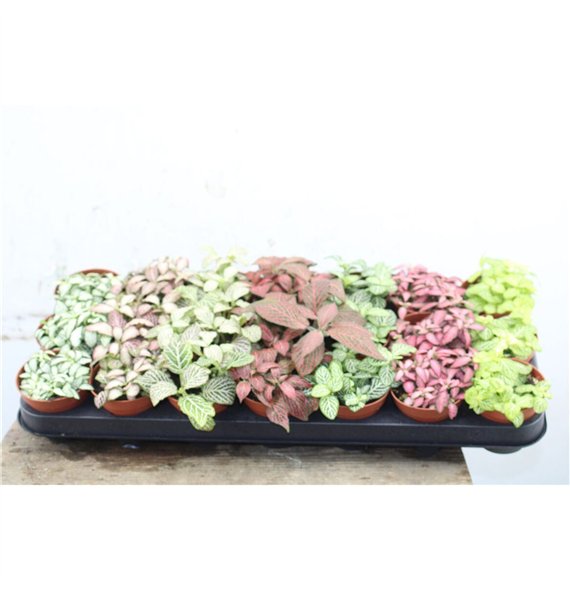 Fittonia mix 7 colours 12cm 8.5cm Q1874