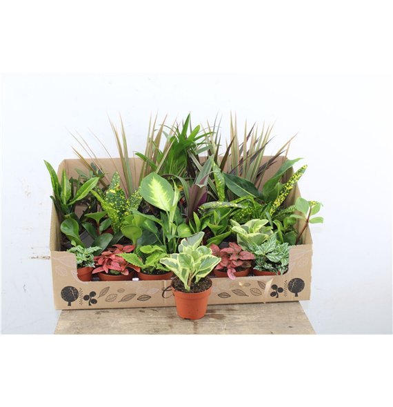 Miks lončnic + showbox Greenplant Mix Showbox 35cm 9cm Q3921