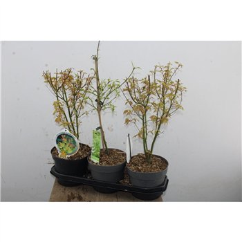 Javor palmatum 50cm 19cm Q54