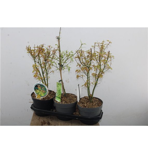 Javor palmatum 50cm 19cm Q54