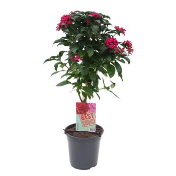 Pentas lanceolata panic pink roze 75cm 19cm Q2024
