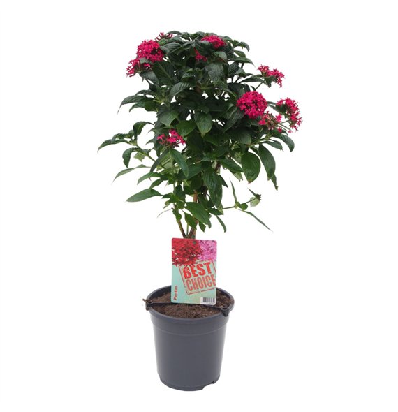 Pentas lanceolata panic pink roze 75cm 19cm Q2024