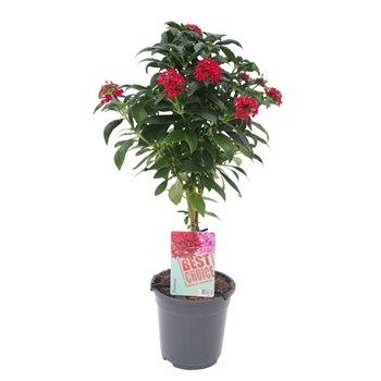 Pentas lanceolata panic red rood 75cm 19cm Q2025