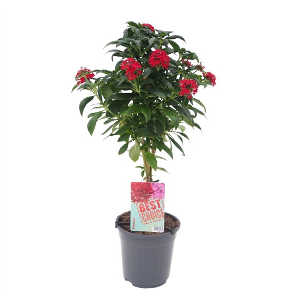 Pentas lanceolata panic red rood 75cm 19cm Q2025