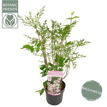 Syringa pat  Violet Uprising1 stems plnt 50cm 19cm Q2056