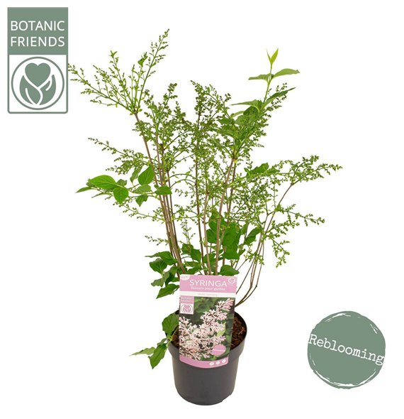 Syringa pat  Violet Uprising1 stems plnt 50cm 19cm Q2056