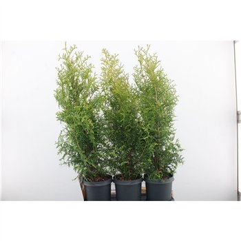 Juniperus chinensis stricta 70cm 19cm Q2496