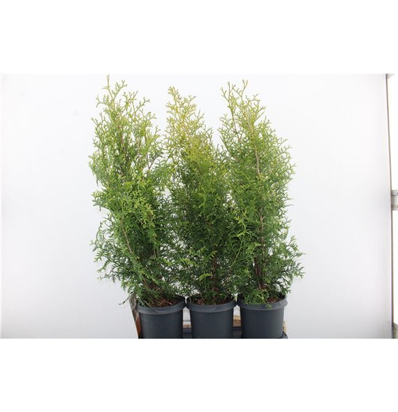 Juniperus chinensis stricta 70cm 19cm Q2496