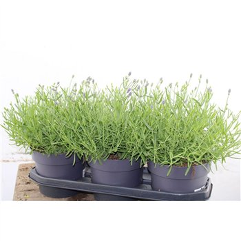Lavandula hidcote angustifolia Lavendel Angustifolia Hidcote 40cm 19cm Q2690
