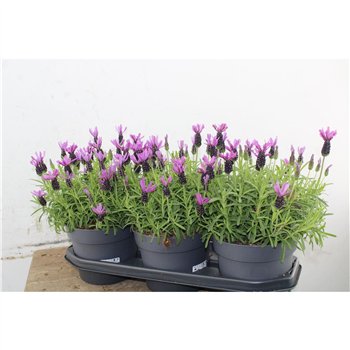 Lavandula stoechas bella toscane Lavendel Stoechas Bella Toscane 35cm 19cm Q2693