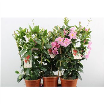 Mandevilla rio mix Summerville Mix 65cm 19cm Q2704
