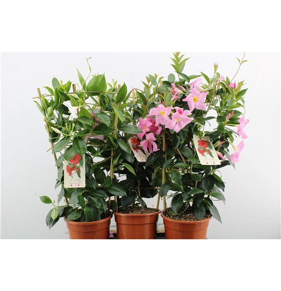 Mandevilla rio mix Summerville Mix 65cm 19cm Q2704