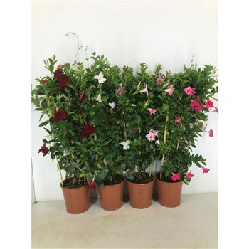 Mandevilla rio mix p22 rek 90cm 22cm Q2705