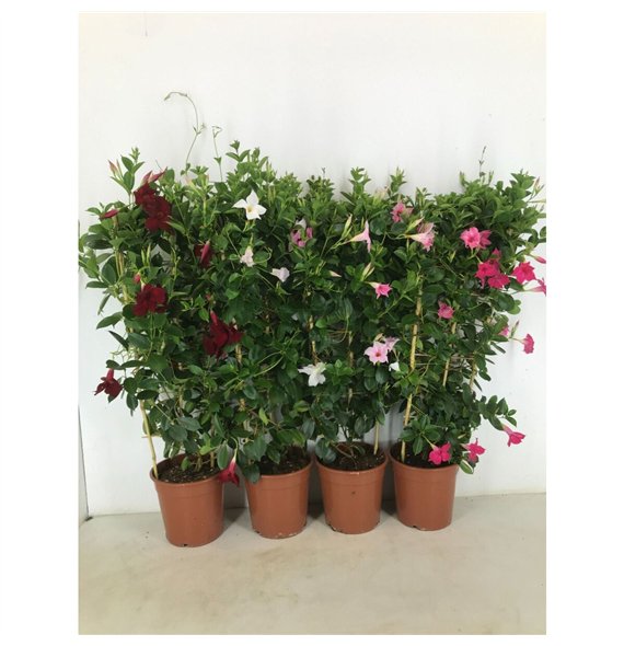 Mandevilla rio mix p22 rek 90cm 22cm Q2705