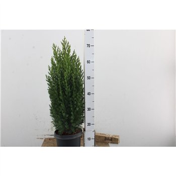 Thuja occidentalis brabant Occidentalis Hedgeline 90cm 21cm Q4513