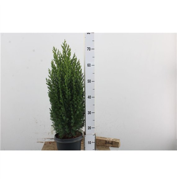 Thuja occidentalis brabant Occidentalis Hedgeline 90cm 21cm Q4513