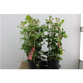 Vrtnica Summerville Glamour 70cm 19cm Q5089