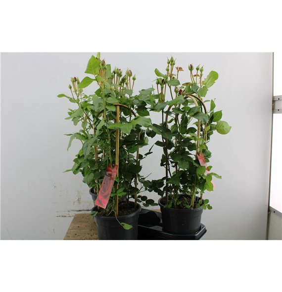 Vrtnica Summerville Glamour 70cm 19cm Q5089
