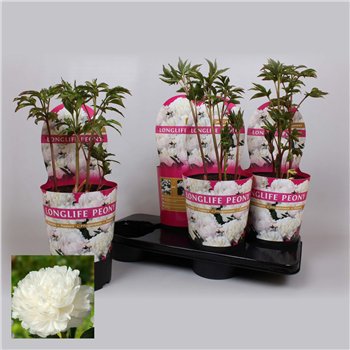 Paeonia 21CM C4 Wit Longlife Exclusive 80cm 21cm Q2026