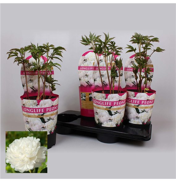 Paeonia 21CM C4 Wit Longlife Exclusive 80cm 21cm Q2026