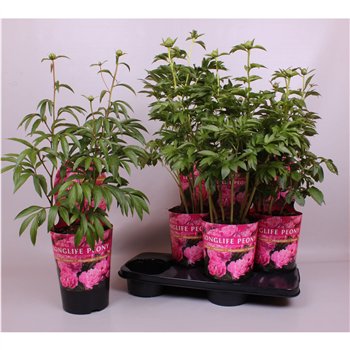 Paeonia 21CM C4 Roze Longlife Exclusive 80cm 21cm Q2027