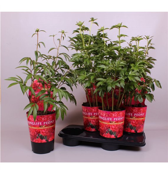 Paeonia 21CM C4 Rood Longlife Exclusive 80cm 21cm Q2028