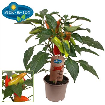 Capsicum annuum peper PICK-&-JOY® Mild Chili Red 40cm 14cm Q2068