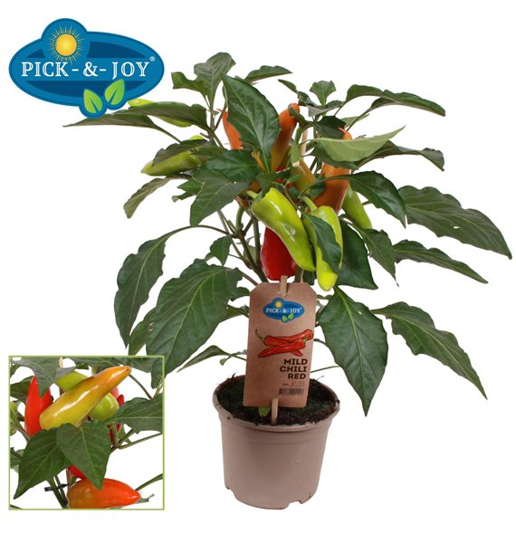 Capsicum annuum peper PICK-&-JOY® Mild Chili Red 40cm 14cm Q2068