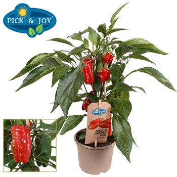 Capsicum annuum paprika PICK-&-JOY® Snack Pepper Red 40cm 14cm Q2069