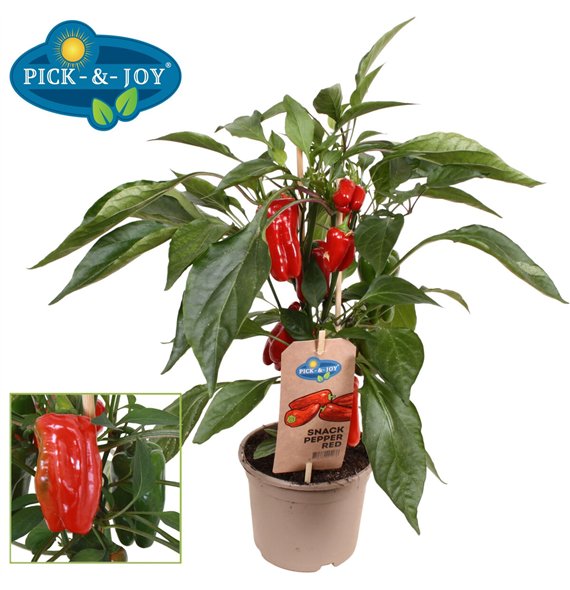 Capsicum annuum paprika PICK-&-JOY® Snack Pepper Red 40cm 14cm Q2069