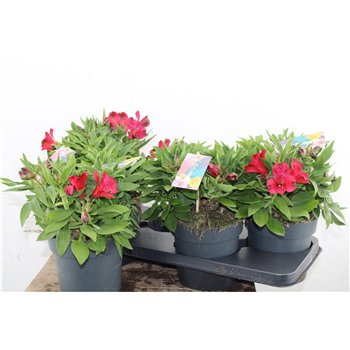 Alstroemeria Inticancha Doba 35cm 17cm Q2072