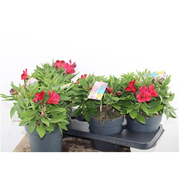 Alstroemeria Inticancha Doba 35cm 17cm Q2072