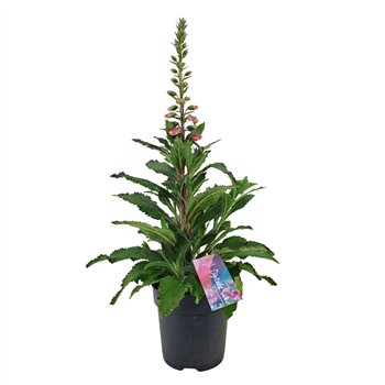 Digitalis purpurea Hanabee Pink 80cm 17cm Q2098